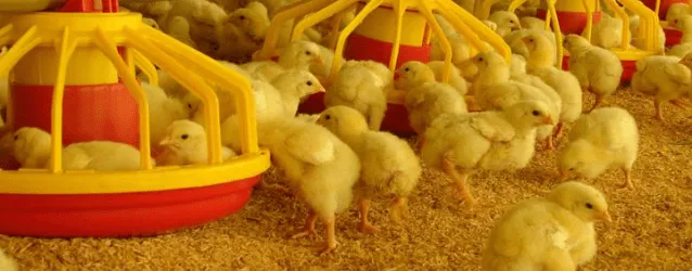 Claraesperanza | Pollos en libertad