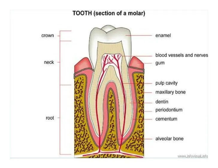 Clase 10 1 Arcos Dentarios