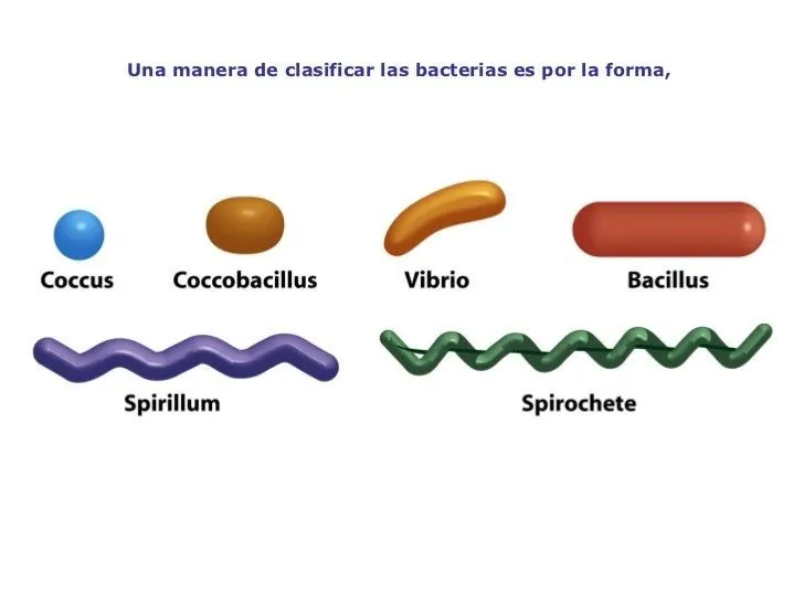 clase-2-bacterias-virus- ...