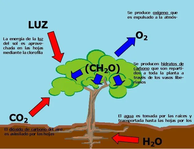 Clase de 5ºB: Fotosíntesis