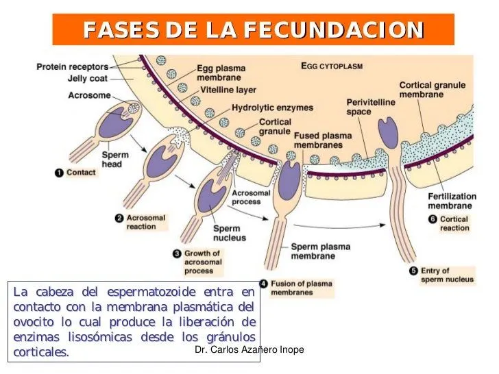clase-9-fecundacion-e- ...