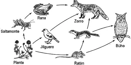 CLASE DE CIENCIAS: TRAMA ALIMENTARIA