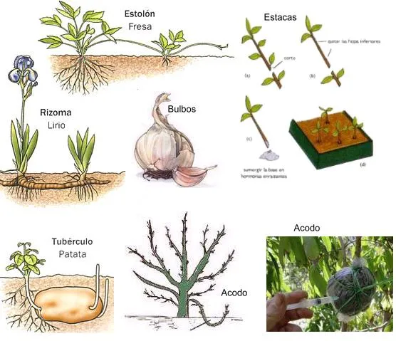 La clase de segundo del José Marín: La reproducción asexual en plantas