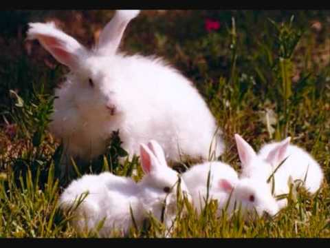 Animales del bosque - YouTube