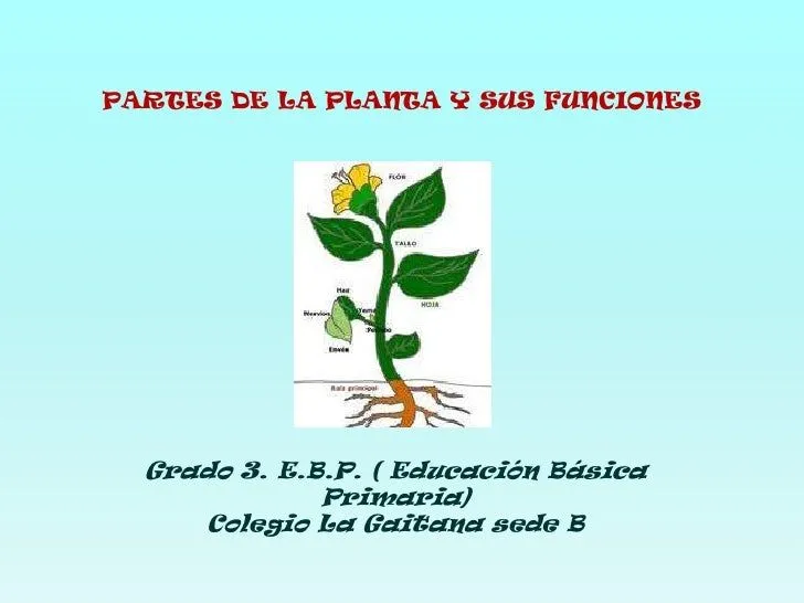 Clase en lìnea: Las plantas y sus funciones Clase en lìnea: Las plantas y sus funciones