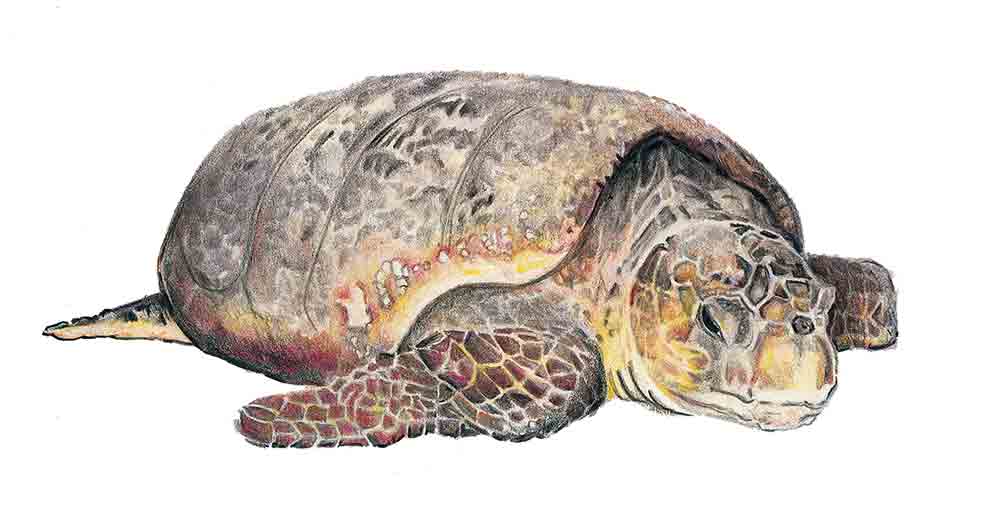 Clase: Reptilia