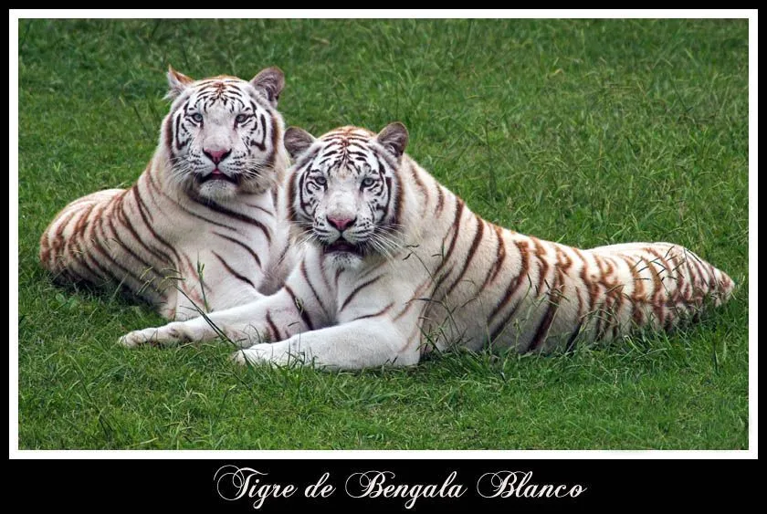 tigre de bengala panthera tigris tigris tambien conocido como tigre de ... tigre de bengala panthera tigris tigris tambien conocido como tigre de ...