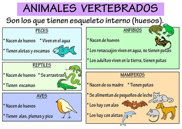 Clases de animales para niños : FICHAS PARA NIÑOS