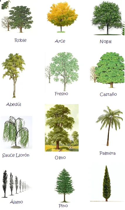 Clases de arboles con sus nombres - Imagui