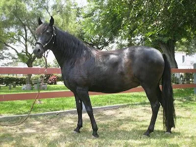Clases del Centro de Afición del Caballo Peruano de Paso: Pelajes Clases del Centro de Afición del Caballo Peruano de Paso: Pelajes