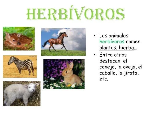 clases-de-animales-2-638.jpg? ...