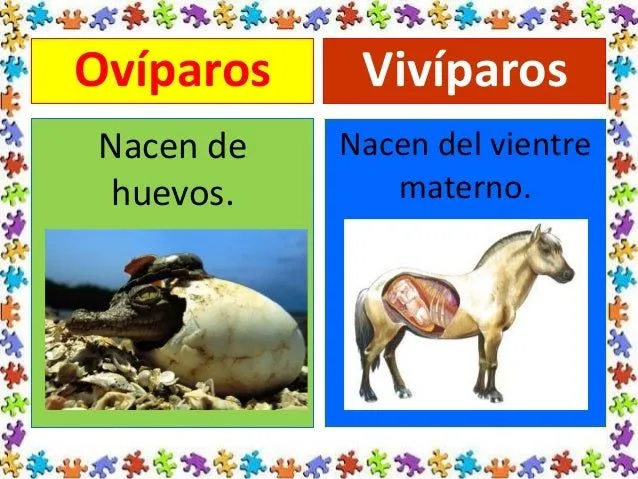 clases-de-animales-segn-su- ...