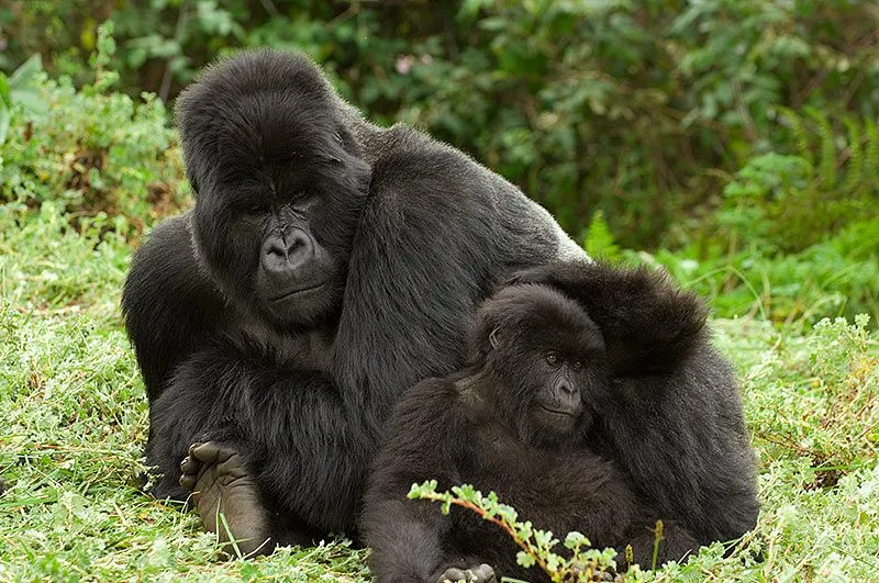 Clases de Gorilla y monos | alfredomelendez21 Clases de Gorilla y monos | alfredomelendez21