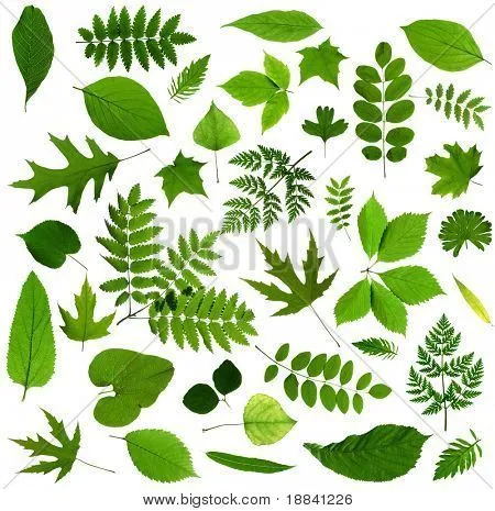Clases de hojas de arboles - Imagui