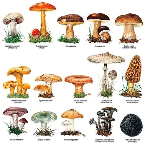 Dibujos de diferentes tipos hongos - Imagui