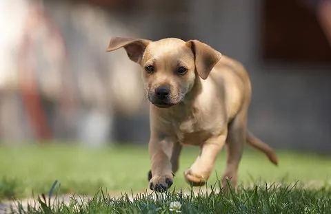 Clases de obediencia básica para entrenar a tus perros. - Taringa!