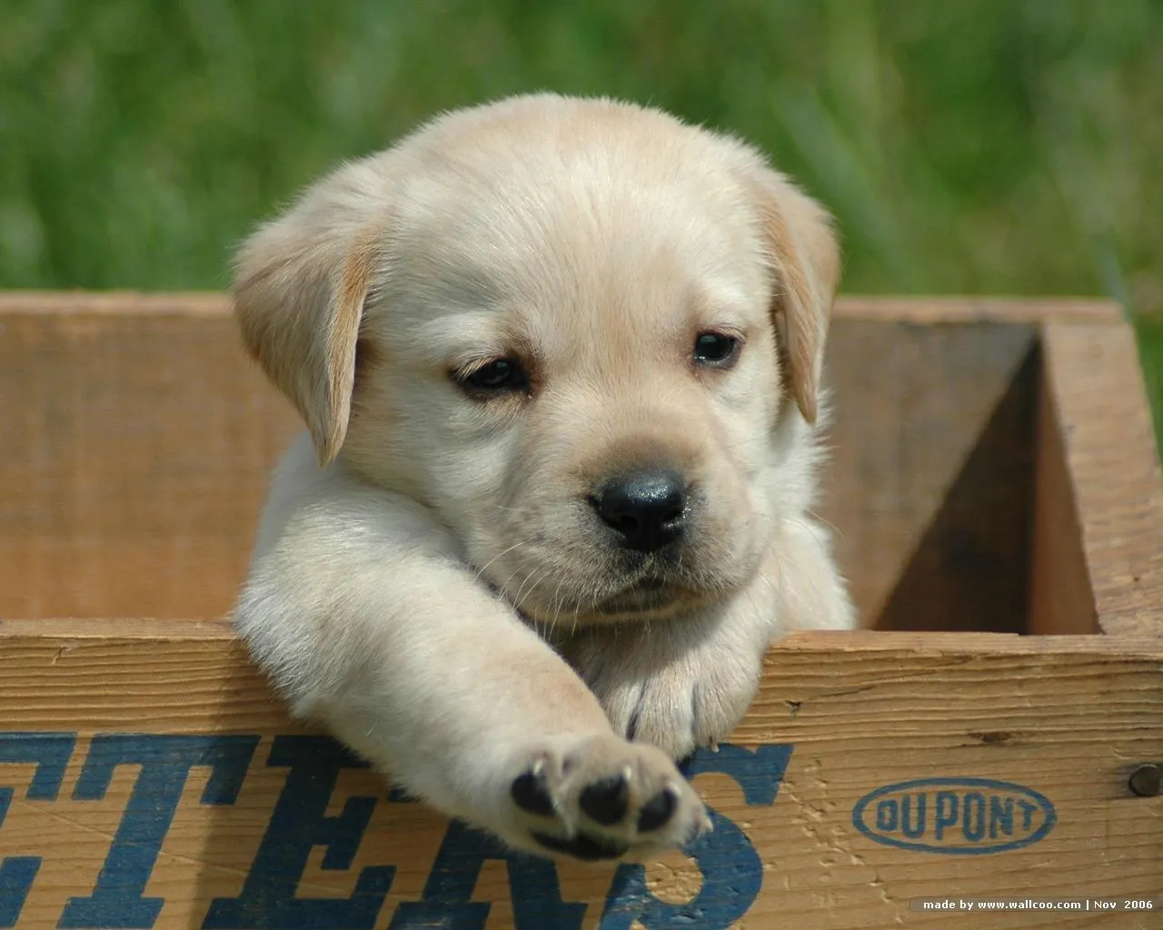Clases De Perros