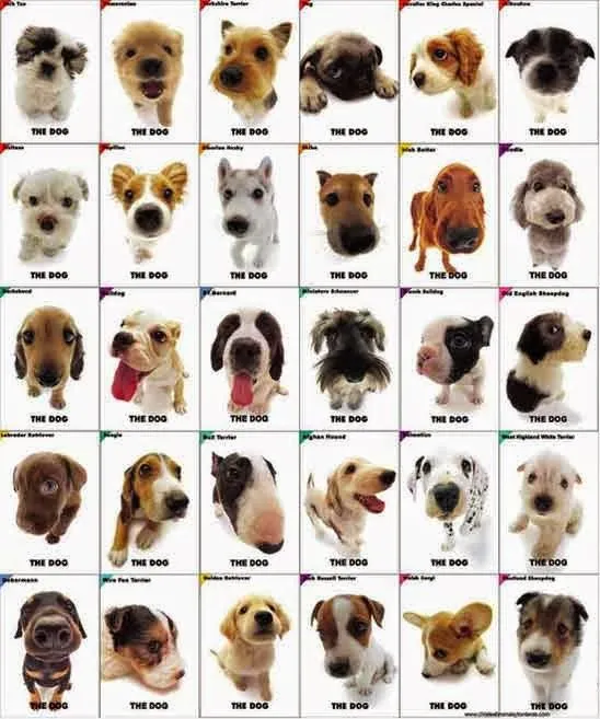 TODAS LAS CLASES DE PERROS