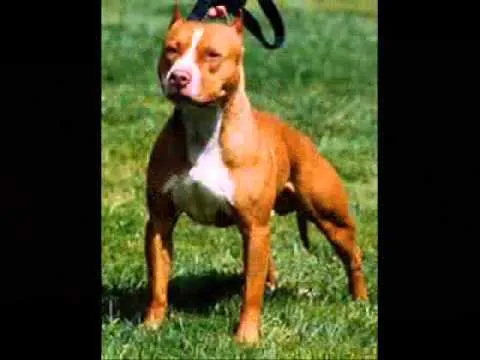 LAS CLASES DE PITBULLS - YouTube