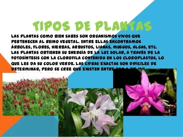 Clases de plantas