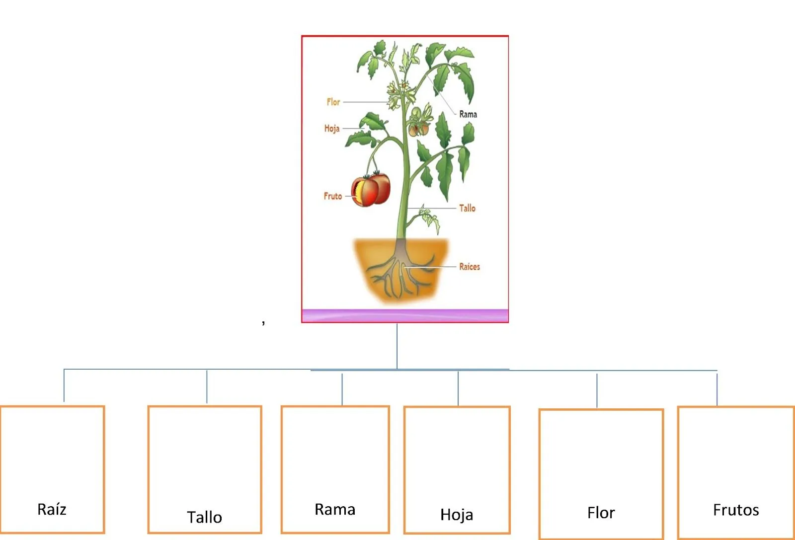 CLASES PREPARADAS--ESTRATEGIA "MAPAS CONCEPTUALES" 052: Clase de ...