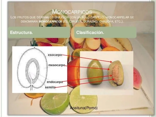 clasificacin-de-algunos-frutos ...
