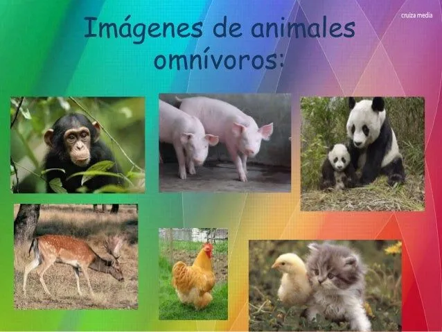 clasificacin-de-animales-segn- ...
