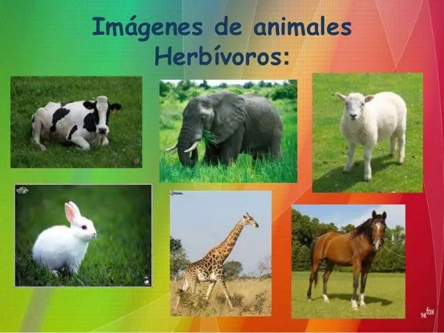 clasificacin-de-animales-segn- ...