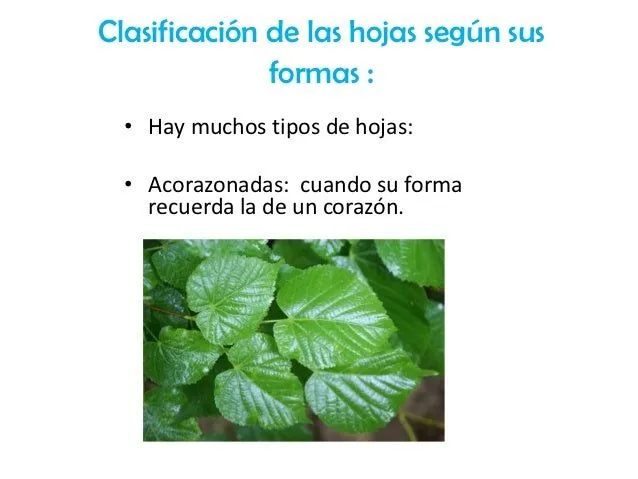 clasificacin-de-las-hojas-2- ...