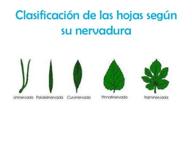 clasificacin-de-las-hojas-30- ...