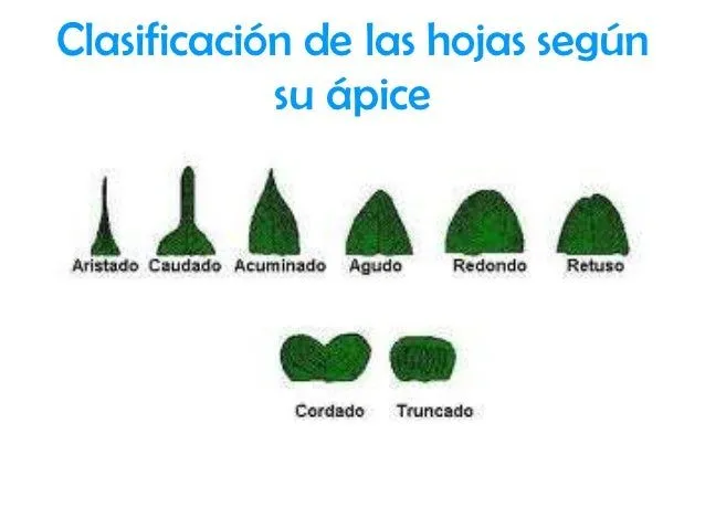clasificacin-de-las-hojas-31- ...