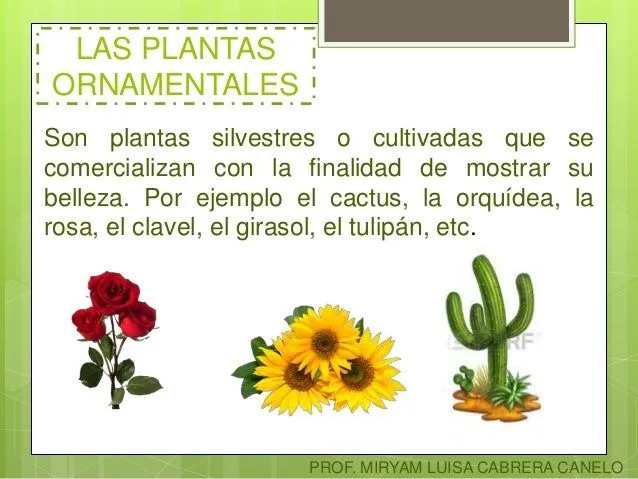 clasificacin-de-las-plantas-3- ...