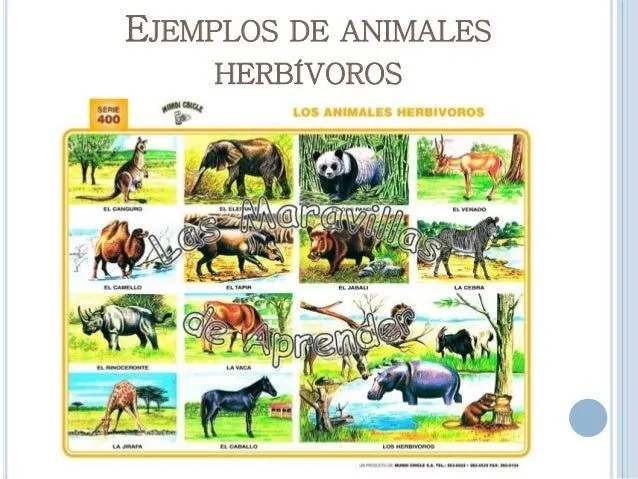 clasificacin-de-los-animales- ...