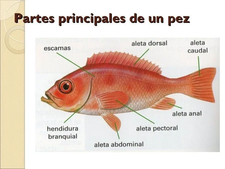 clasificacin-de-los-animales- ...