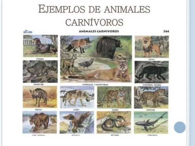 clasificacin-de-los-animales- ...