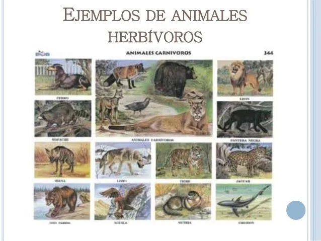 clasificacin-de-los-animales- ...