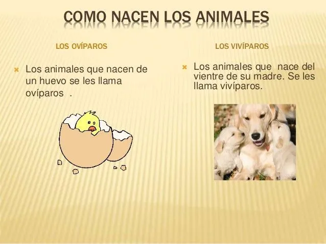 clasificacin-de-los-animales-4 ...