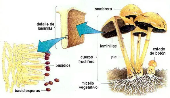 Clasificación