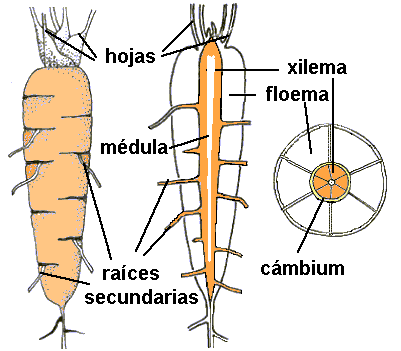 Clasificación