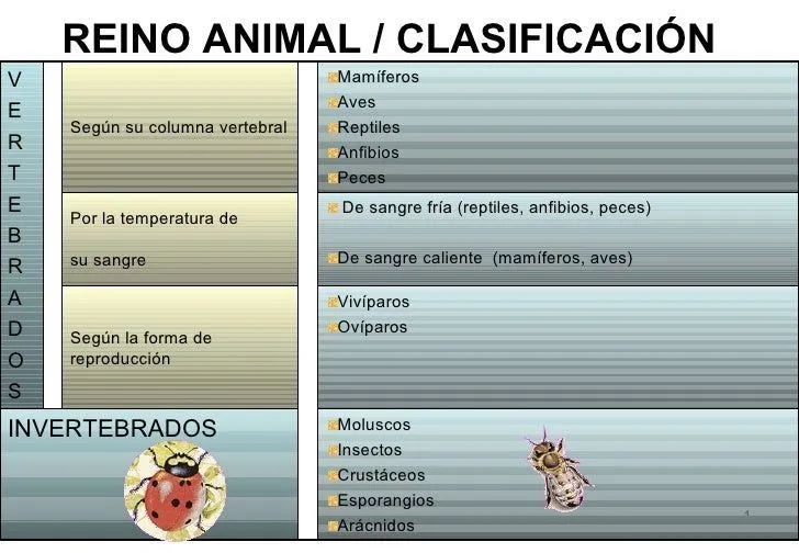 Clasificación de Animales
