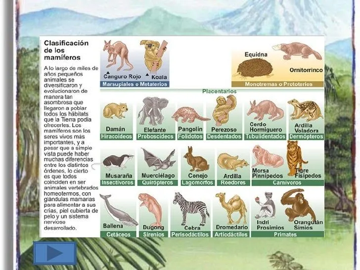 Clasificacion de los animales