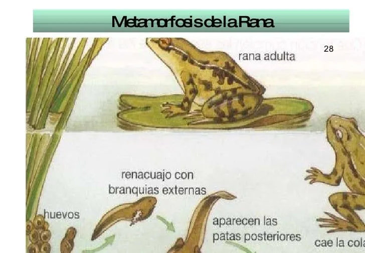 Clasificación de Animales