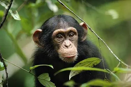 clasificacion de los animales segun su alimentacion
