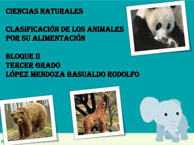 Clasificacion de los animales por su alimentacion Clasificacion de los animales por su alimentacion