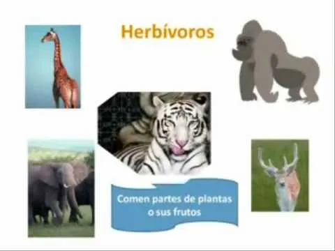 Clasificación de los animales según su alimentación..wmv - YouTube Clasificación de los animales según su alimentación..wmv - YouTube