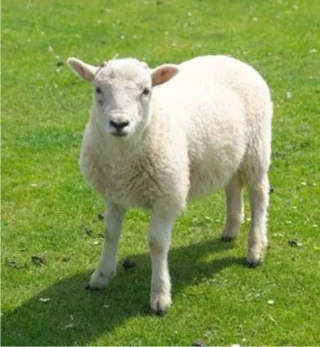 CLASIFICACIÓN ANIMALES - LOS ANIMALES
