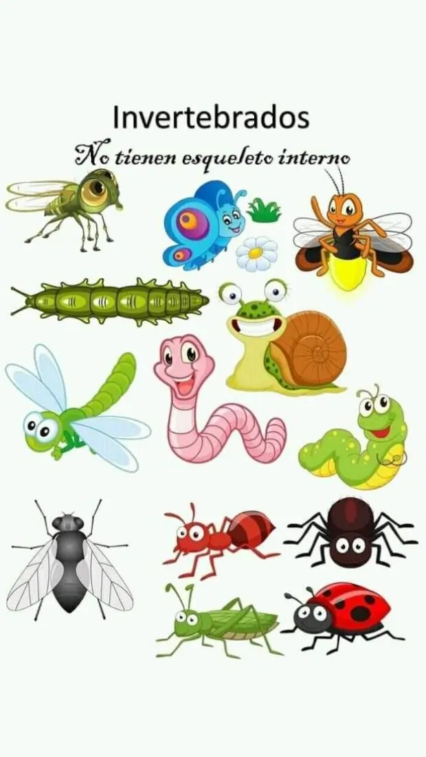 Clasificación de los animales | Imagenes de animales vertebrados,  Clasificación de animales, Animales invertebrados