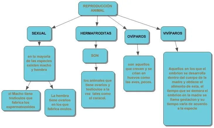 Clasificación de los animales según su reproducción : Mapa Conceptual Clasificación de los animales según su reproducción : Mapa Conceptual