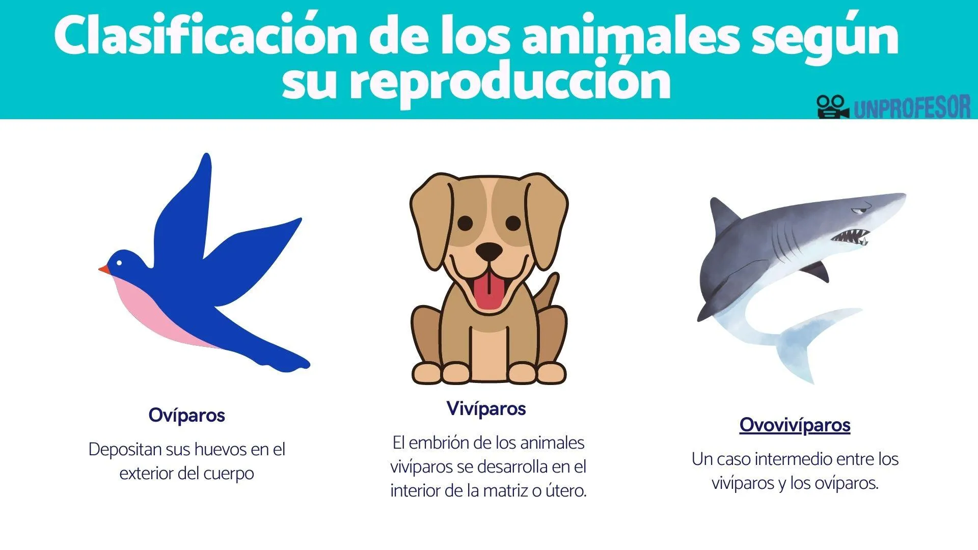 Clasificación de los ANIMALES según su REPRODUCCIÓN: ovíparos, vivíparos y ovovivíparos Clasificación de los ANIMALES según su REPRODUCCIÓN: ovíparos, vivíparos y ovovivíparos