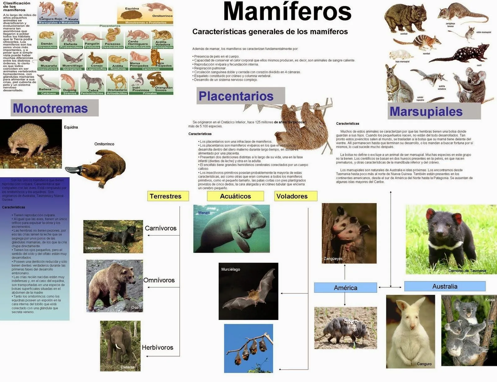 LA CLASIFICACIÓN DE LOS ANIMALES SEGÚN SU ESTRUCTURA: La ... LA CLASIFICACIÓN DE LOS ANIMALES SEGÚN SU ESTRUCTURA: La ...